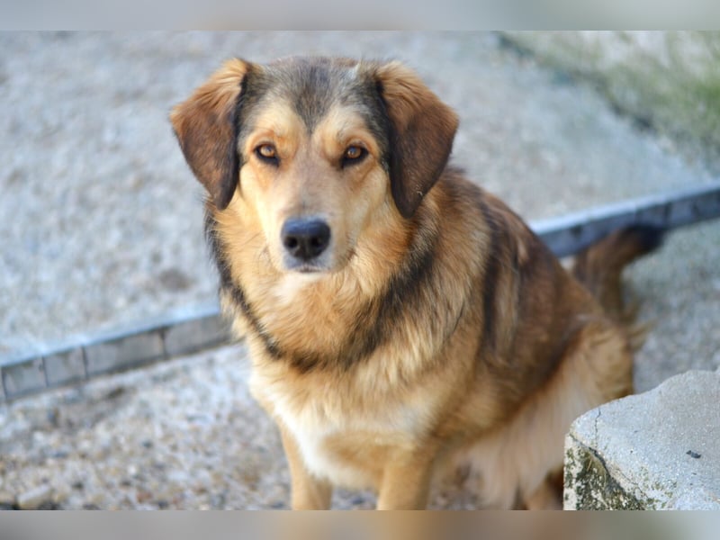 Lina Mischlingshündin ca. 3 Jahre alt in Griechenland