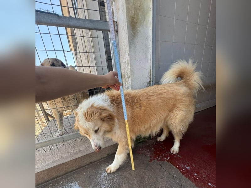 Cinti schöne Mischlingshündin ca. 3, 3 Jahre alt in Griechenland