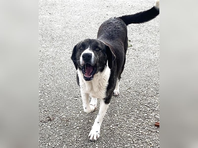 Ava Mischlingshündin ca. 4,5 Jahre alt in Griechenland