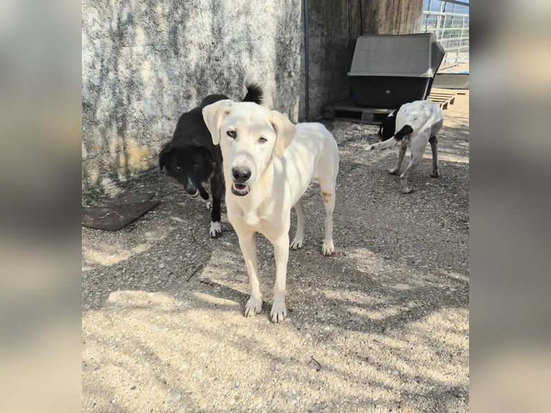 Dimi Mischlingsrüde ca. 4 Jahre alt in Griechenland