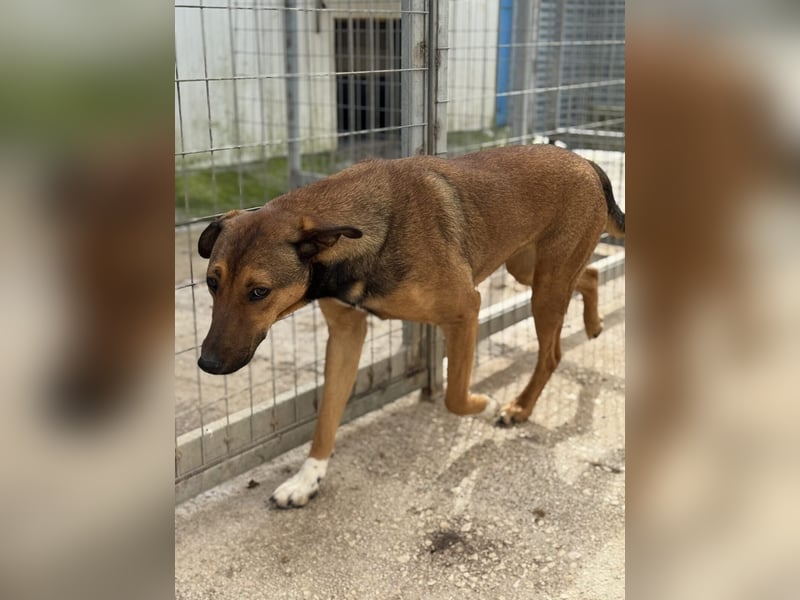 Kaltsa Mischlingshündin ca. 2 Jahre alt in Griechenland