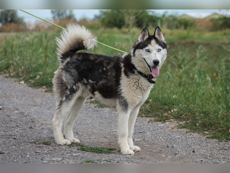 Mochikan lieber Husky Rüde ca. 4 Jahre alt in Ungarn