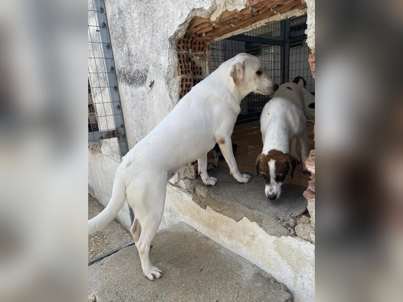 Lieschen Mischlingshündin ca. 1,7 Jahre alt in Griechenland