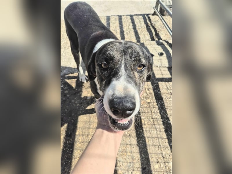 Ava Mischlingshündin ca. 4,5 Jahre alt in Griechenland