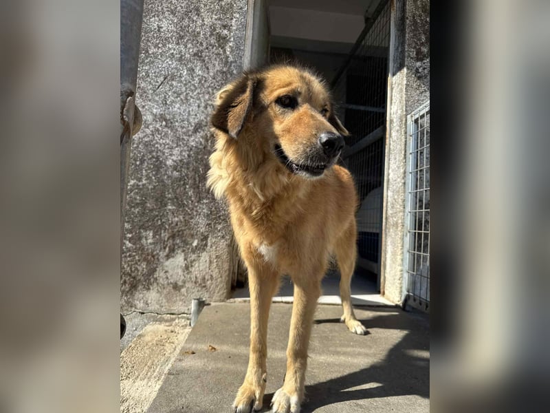 Malia liebe Mischlingshündin ca. 9 Jahre alt in Griechenland