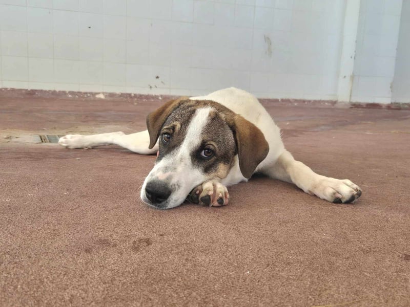 Lieschen Mischlingshündin ca. 1,7 Jahre alt in Griechenland