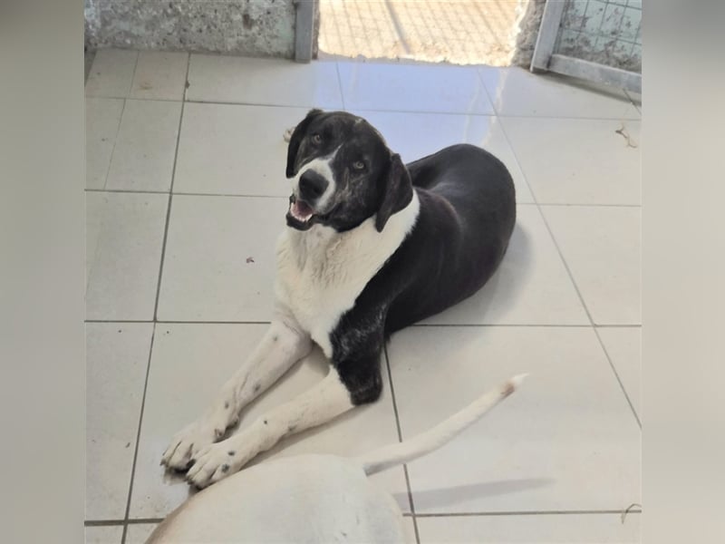 Ava Mischlingshündin ca. 4,5 Jahre alt in Griechenland