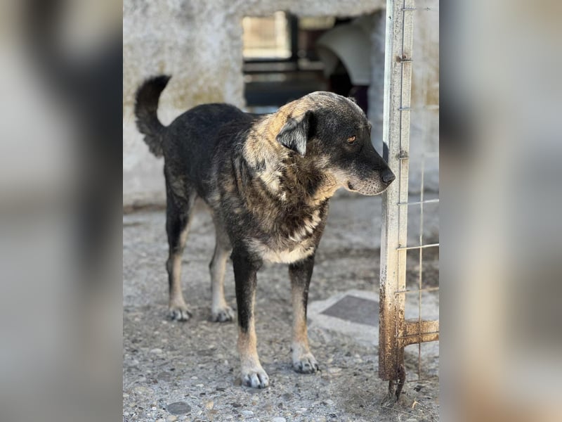 Liza: Mischlingshündin ca. 10.9  Jahre z.zt. in Griechenland