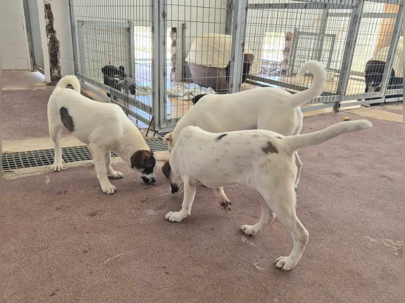 Lexa Mischlingshündin ca. 1,7 Jahre alt in Griechenland