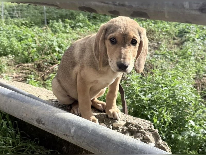 Fine Mischlingshündin ca. 6,5 Monate alt in Griechenland