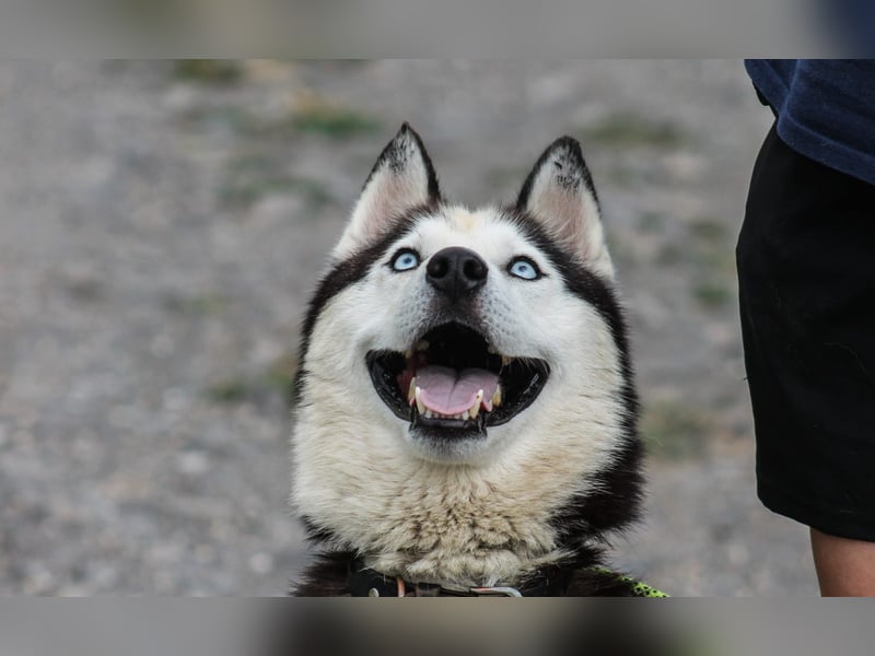 Mochikan lieber Husky Rüde ca. 4 Jahre alt in Ungarn