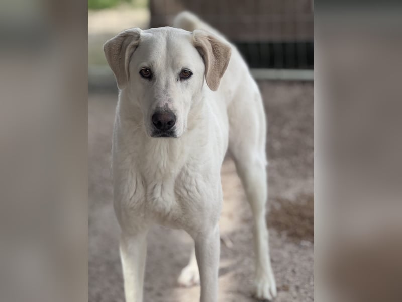 Dimi Mischlingsrüde ca. 4 Jahre alt in Griechenland