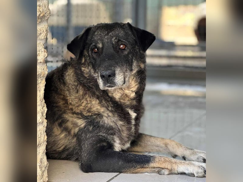 Liza Mischlingshündin ca. 11 Jahre alt in Griechenland