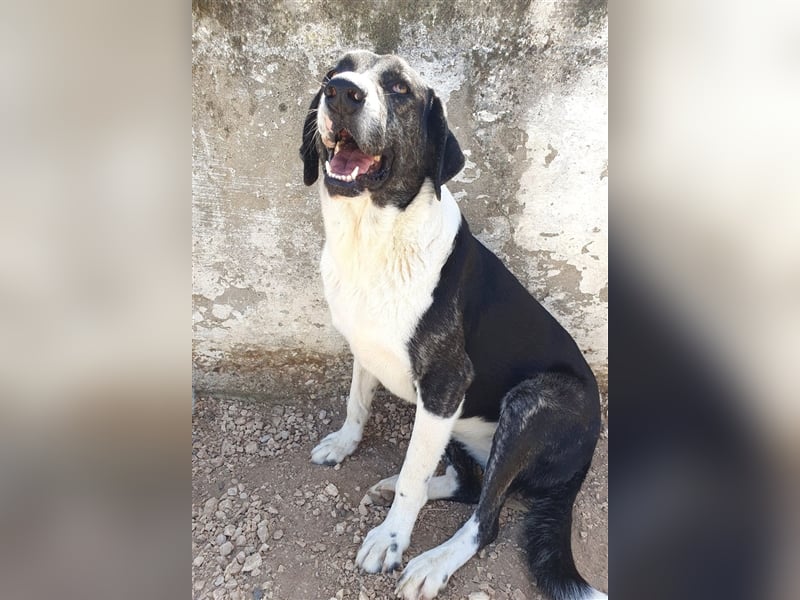 Ava Mischlingshündin ca. 4,5 Jahre alt in Griechenland