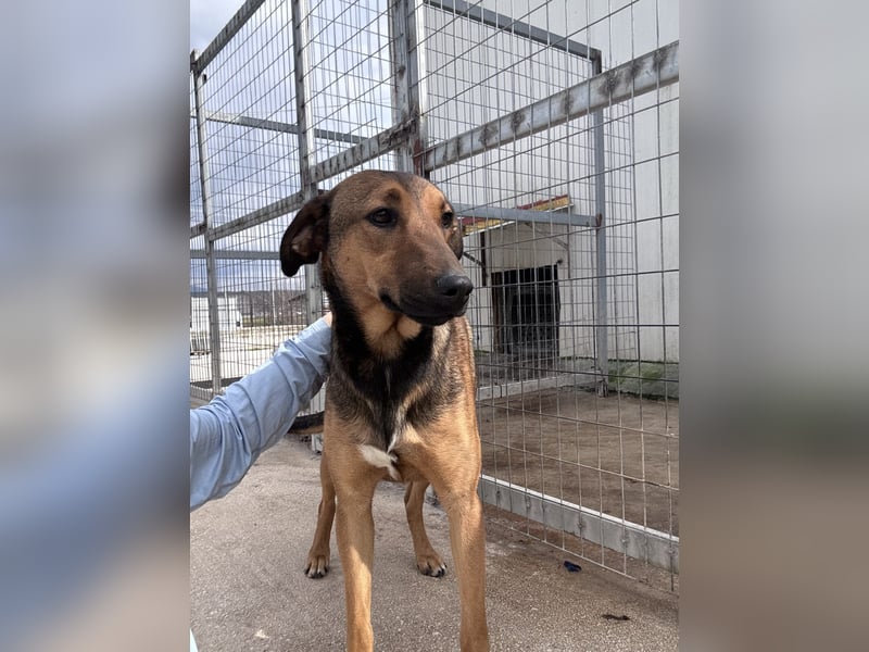 Kaltsa Mischlingshündin ca. 2 Jahre alt in Griechenland
