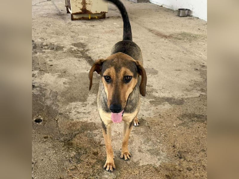 Leika Mischlingshündin ca. 1, 5 Jahre alt in Griechenland