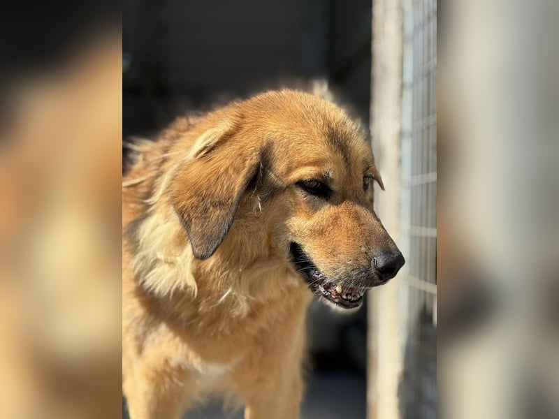 Malia liebe Mischlingshündin ca. 9 Jahre alt in Griechenland