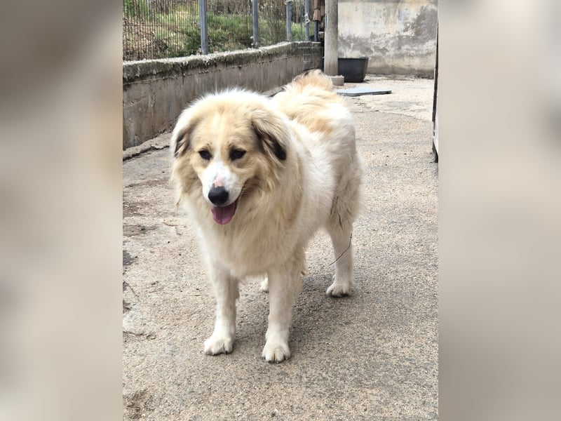 Mona griech. Schäferhundmischlingshündin ca. 4,5 Jahre alt  in Griechenland