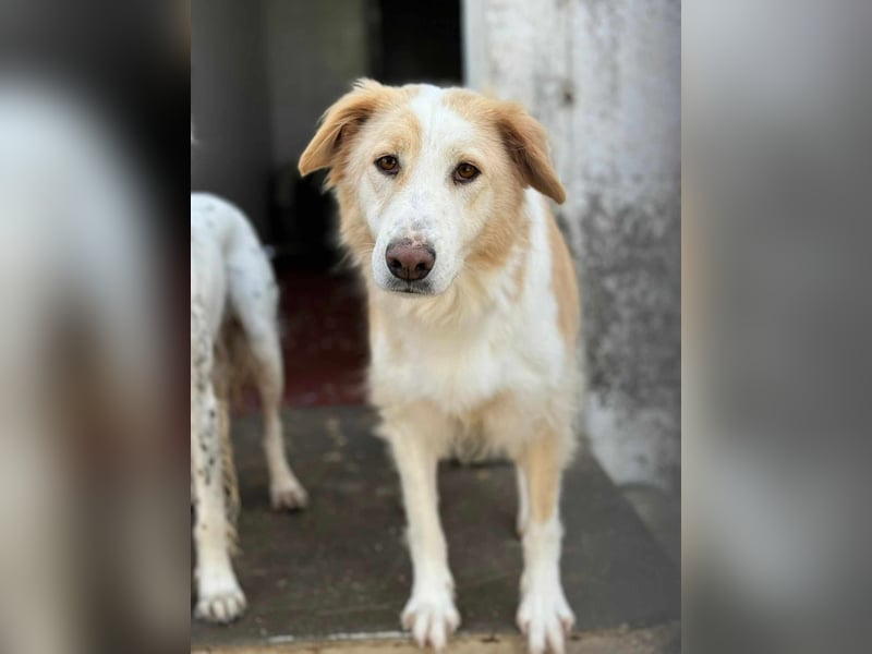 Cinti schöne Mischlingshündin ca. 3, 3 Jahre alt in Griechenland