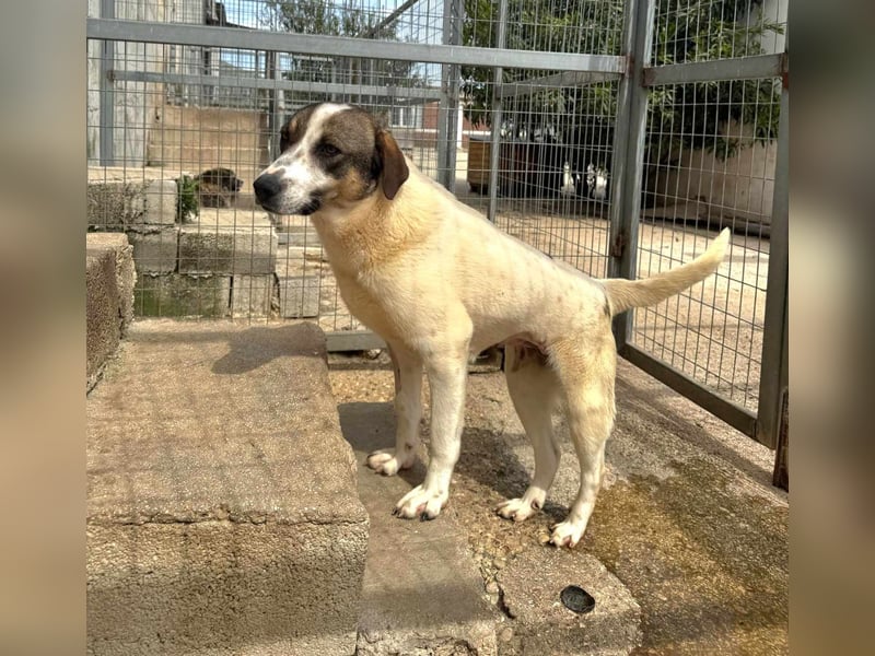 Lieschen Mischlingshündin ca. 1,7 Jahre alt in Griechenland