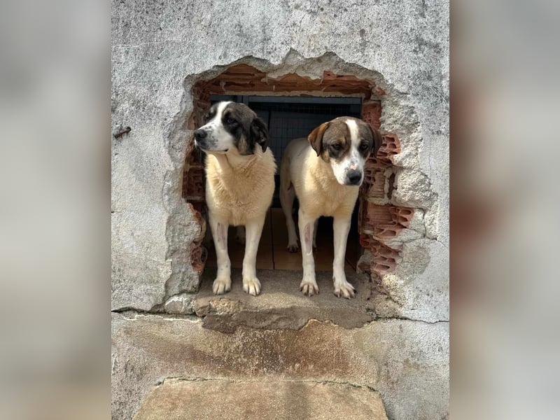 Lieschen Mischlingshündin ca. 1,7 Jahre alt in Griechenland