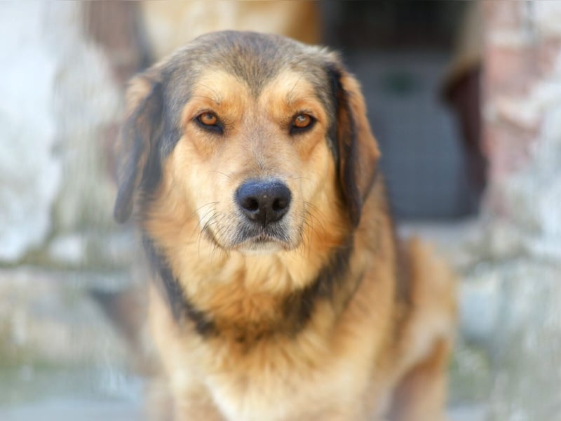Lina Mischlingshündin ca. 3 Jahre alt in Griechenland