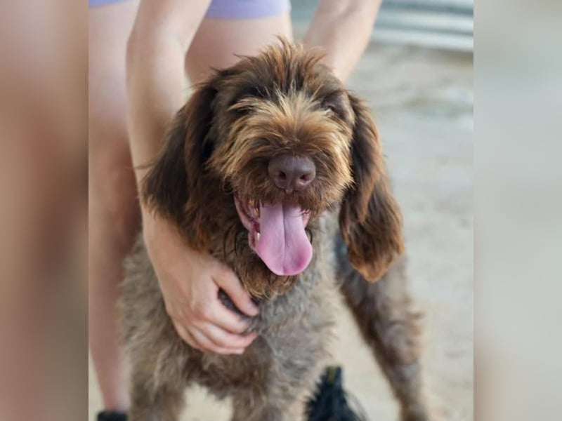 Alfi Drahthaarmischling Rüde ca. 3, 9 Jahre alt in Griechenland
