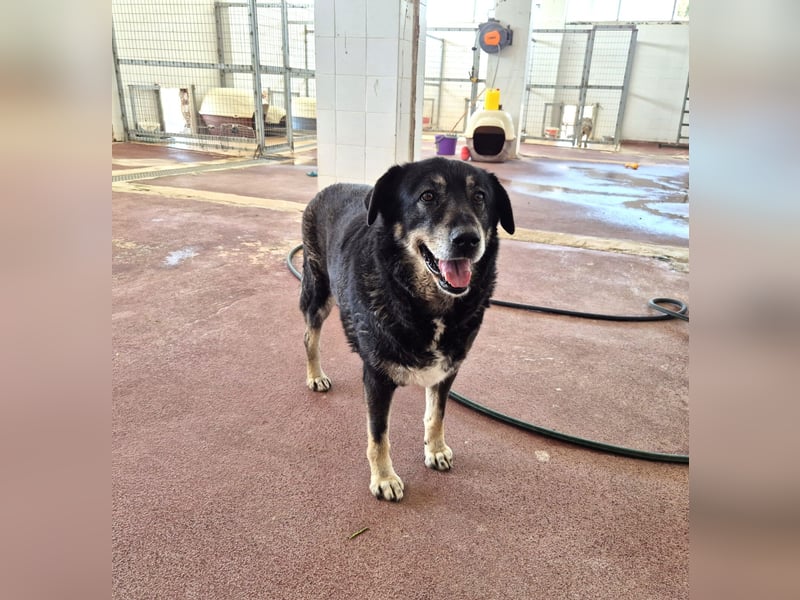 Liza Mischlingshündin ca. 11 Jahre alt in Griechenland
