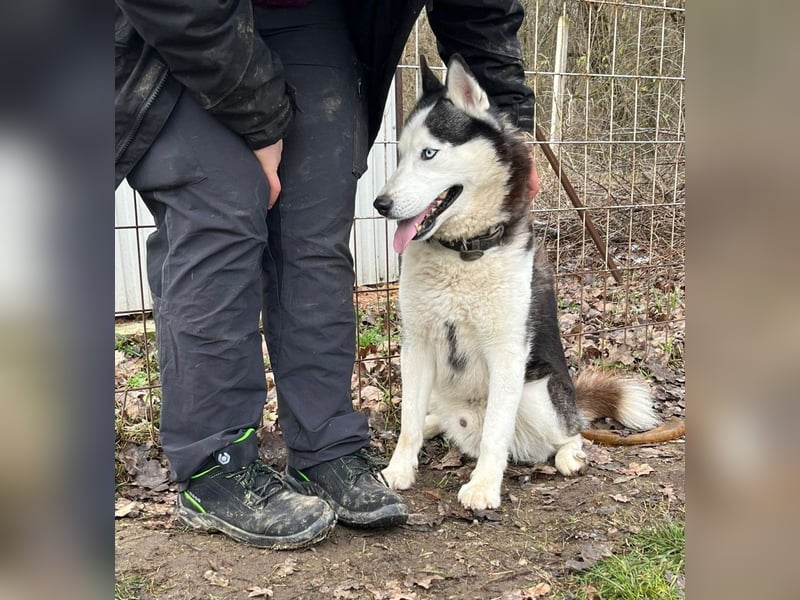 Mochikan lieber Husky Rüde ca. 4 Jahre alt in Ungarn