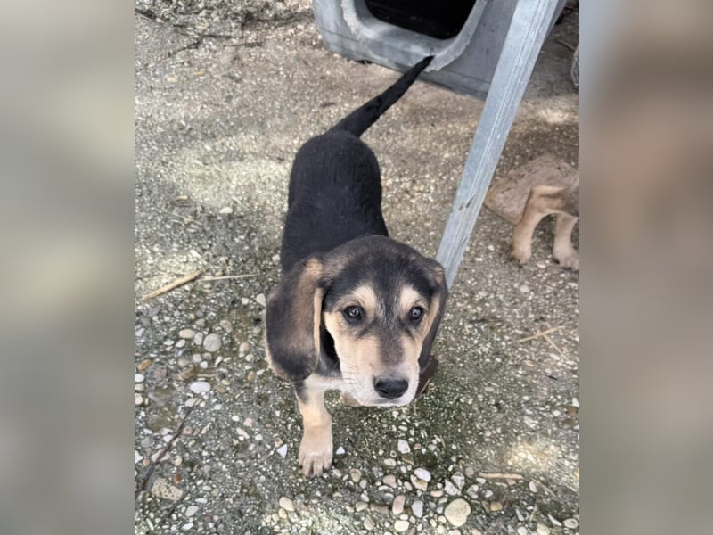 Frieda Mischlingshündin ca. 6,5 Monate alt in Griechenland