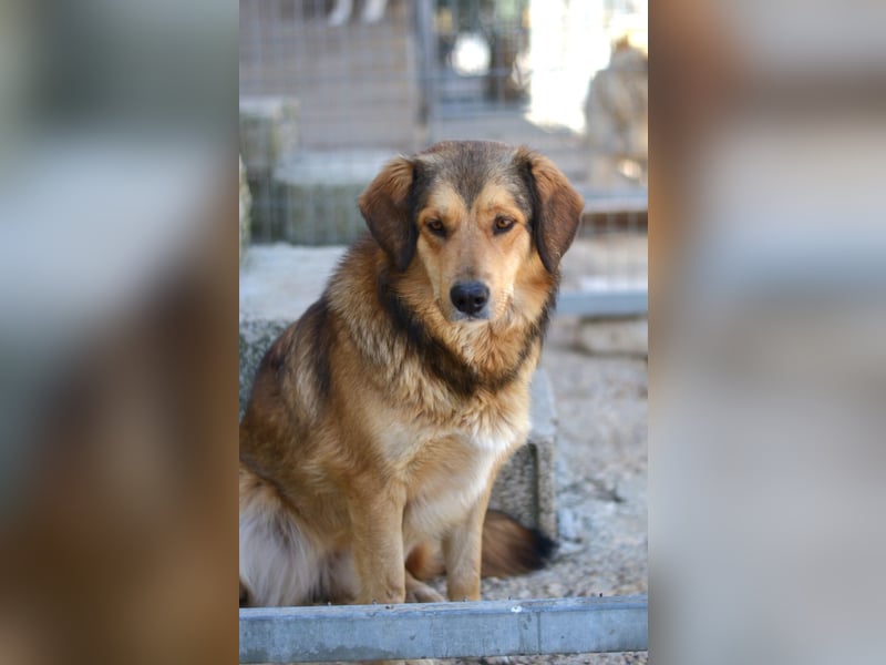 Lina Mischlingshündin ca. 3 Jahre alt in Griechenland
