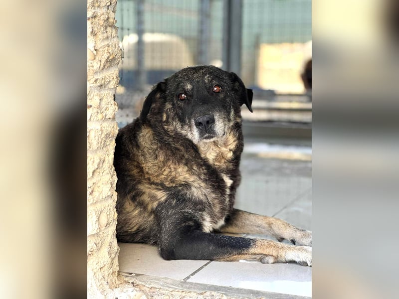 Liza: Mischlingshündin ca. 10.9  Jahre z.zt. in Griechenland