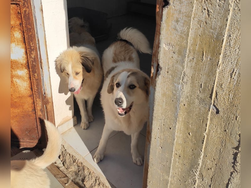 Mona griech. Schäferhundmischlingshündin ca. 4,5 Jahre alt  in Griechenland