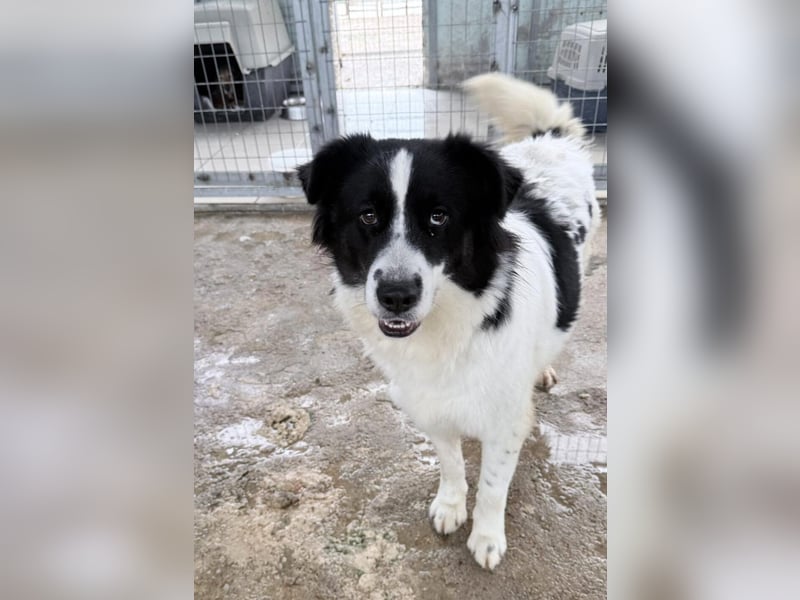 Katja Mischlingshündin ca. 1,7 Jahre alt in Griechenland