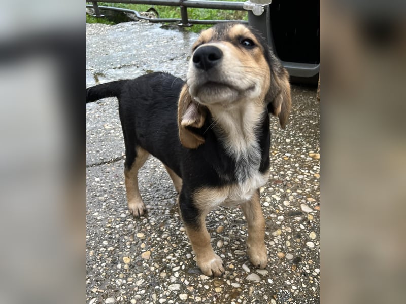 Frieda Mischlingshündin ca. 6,5 Monate alt in Griechenland