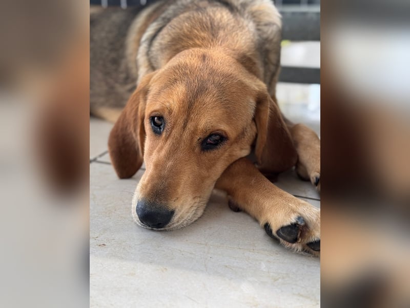 Liesel Mischlingshündin ca. 8 Monate alt in Griechenland