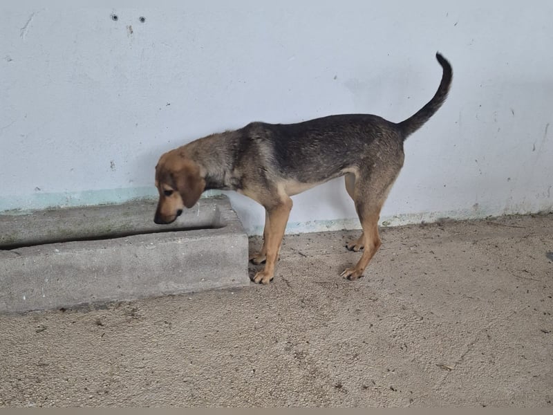 Leika Mischlingshündin ca. 1, 5 Jahre alt in Griechenland