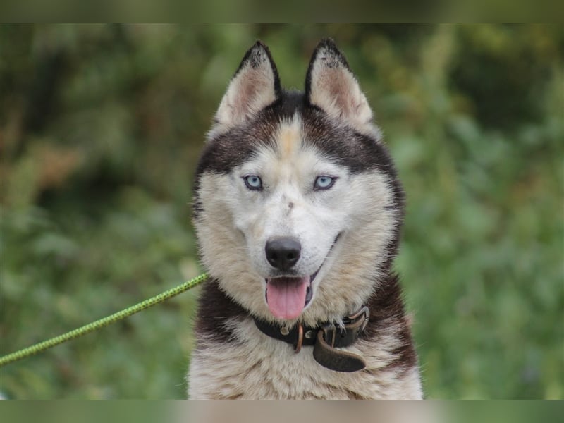 Mochikan lieber Husky Rüde ca. 4 Jahre alt in Ungarn