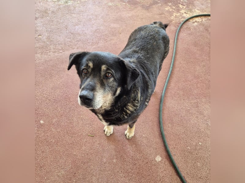 Liza Mischlingshündin ca. 11 Jahre alt in Griechenland