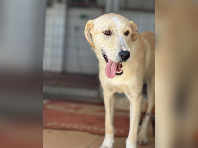 Fluffy Mischlingsrüde ca. 1 Jahr alt in Griechenland