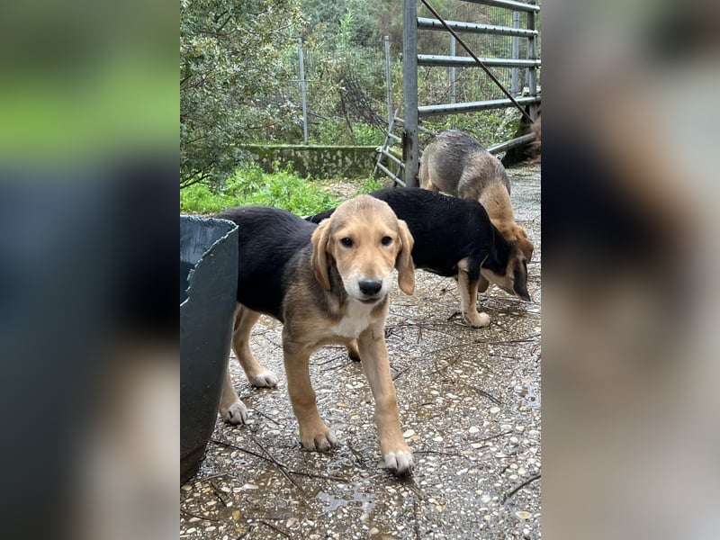 Maya Mischlingshündin ca. 8 Monate alt in Griechenland