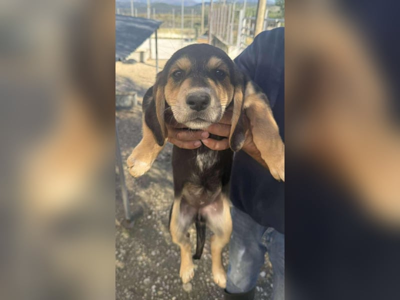 Frieda Mischlingshündin ca. 6,5 Monate alt in Griechenland