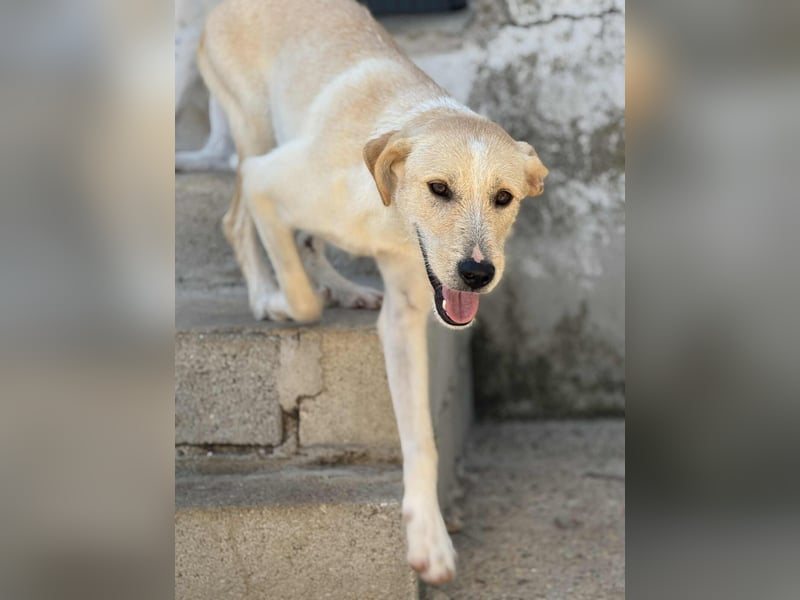 Fluffy Mischlingsrüde ca. 1 Jahr alt in Griechenland