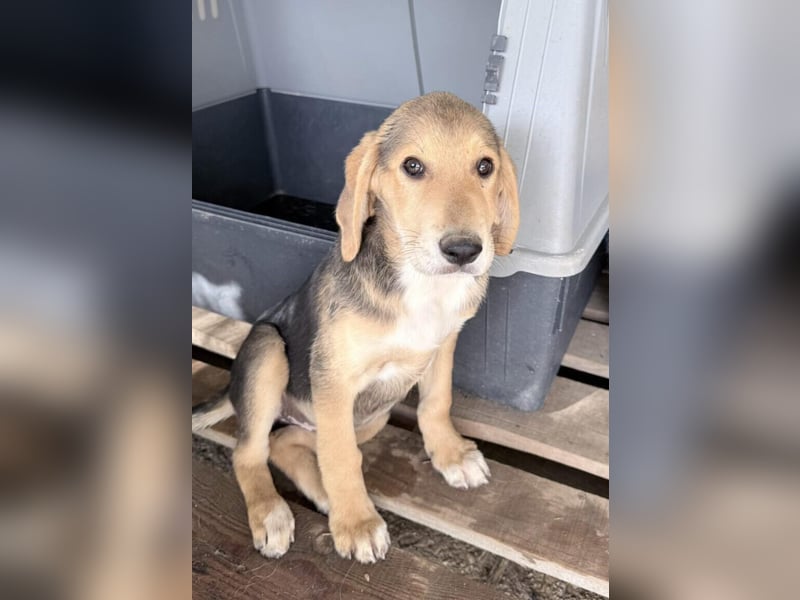 Maya Mischlingshündin ca. 8 Monate alt in Griechenland