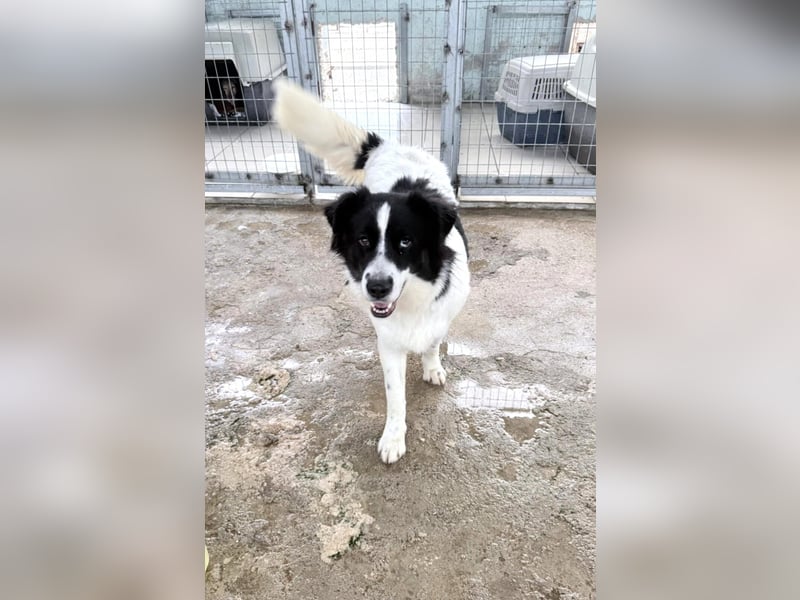 Katja Mischlingshündin ca. 1,7 Jahre alt in Griechenland