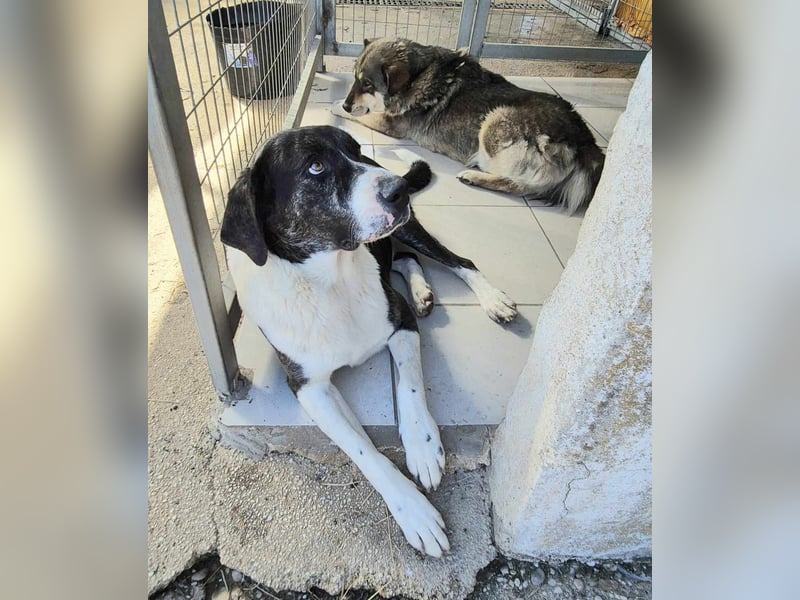 Liza Mischlingshündin ca. 11  Jahre alt in Griechenland