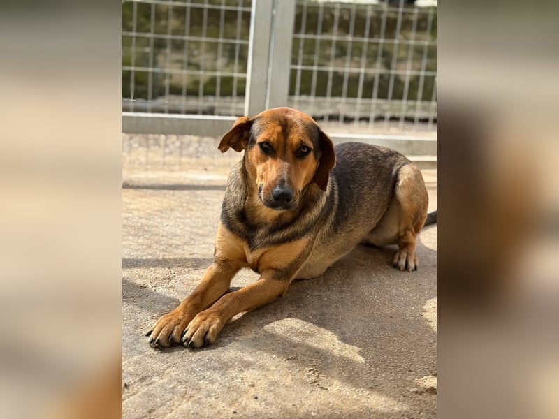 Leika Mischlingshündin ca. 1, 5 Jahre alt in Griechenland