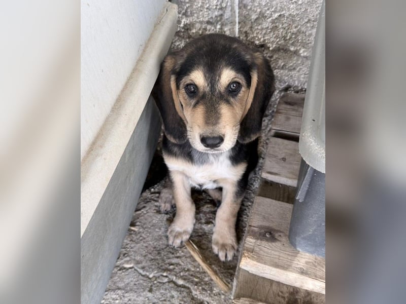 Frieda Mischlingshündin ca. 6,5 Monate alt in Griechenland