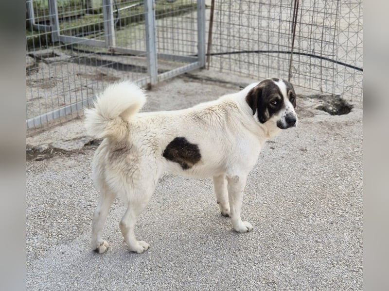 Lexa Mischlingshündin ca. 2  Jahre alt in Griechenland