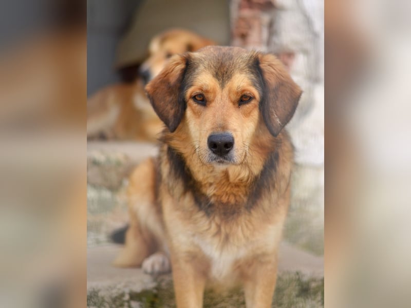 Lina Mischlingshündin ca. 3 Jahre alt in Griechenland